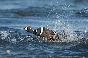 Paddle: 80195483 Harlequin Duck - male paddle steaming across