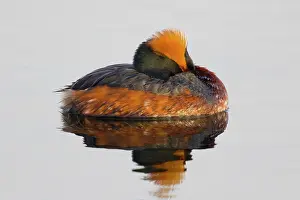 Slavonian: 80195484 Slavonian Grebe - resting on lake Lake