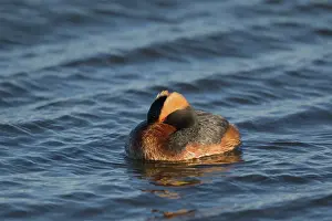 Slavonian: 80195485 Slavonian Grebe - resting on lake Lake