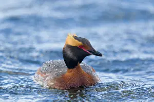 Slavonian: 80195486 Slavonian Grebe - swimming on lake Lake