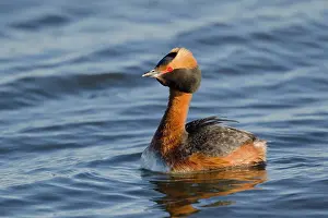 Slavonian: 80195487 Slavonian Grebe - swimming on lake Lake