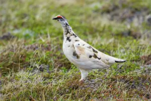 Peninsular: 80195488 Rock Ptarmigan Merakkasletta Peninsular