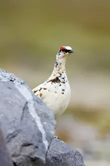 Peninsular: 80195489 Rock Ptarmigan Merakkasletta Peninsular