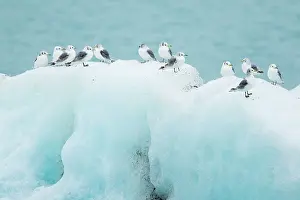 Kittiwake: 80195491 Kittiwake - resting on iceberg Jokulsarlon