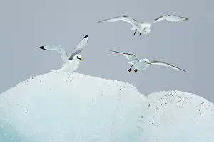 Kittiwake: 80195492 Kittiwake - resting on iceberg Jokulsarlon