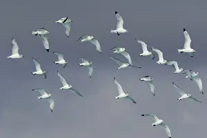 Kittiwake: 80195493 Kittiwake - flock in flight Jokulsarlon
