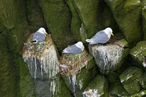 Langanes: 80195494 Kittiwake - nesting on cliffs Langanes
