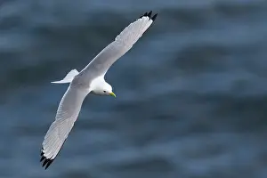 Langanes: 80195495 Kittiwake - in flight over sea Langanes