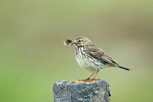 Pipit: 80195496 Meadow Pipit - with moth prey Flo Nature