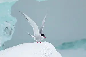 Tern: 80195497 Arctic Tern - landing on iceberg Jokulsarlon