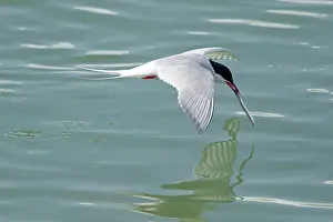 Tern: 80195498 Arctic Tern - in flight catching fish from