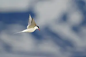 Tern: 80195500 Arctic Tern - in flight hunting Lake Myvatn