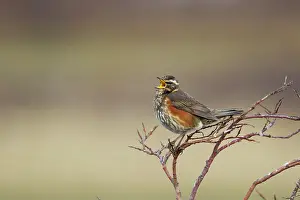 Myvatn: 80195501 Redwing - singing Lake Myvatn, Iceland