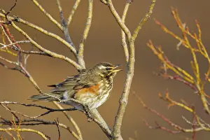 Myvatn: 80195502 Redwing - singing Lake Myvatn, Iceland