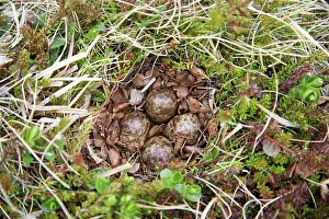 Dunlin: 80195503 Dunlin - nest with four eggs Merakkasletta