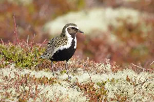 Plover: 80195504 Golden Plover - on breeding ground Lake