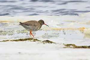 Redshank: 80195505 Redshank - feeding along ice at edge of