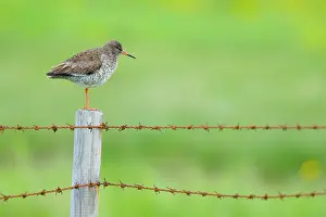 Wire: 80195506 Redshank - on barbed wire fence Flo Nature