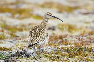 Whimbrel: 80195507 Whimbrel - on breeding ground Merakkasletta