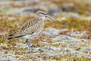 Whimbrel: 80195508 Whimbrel - calling on breeding ground