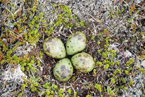 Whimbrel: 80195509 Whimbrel - nest with four eggs Merakkasletta