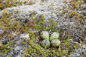 Whimbrel: 80195510 Whimbrel - nest with four eggs Merakkasletta