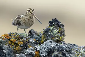 Snipe: 80195511 Snipe - in rocky lava field Lake Myvatn