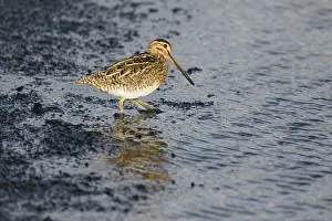 Snipe: 80195512 Snipe - feeding at edge of lake Lake Myvatn