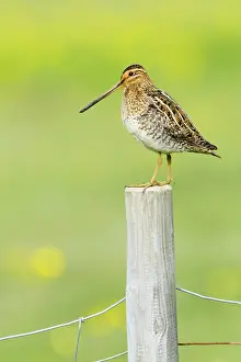 Snipe: 80195513 Snipe - on post Flo Nature Reserve, Iceland