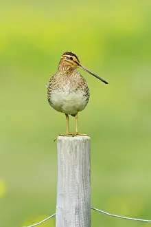 Snipe: 80195514 Snipe - on post Flo Nature Reserve, Iceland