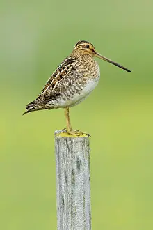 Snipe: 80195515 Snipe - on post Flo Nature Reserve, Iceland