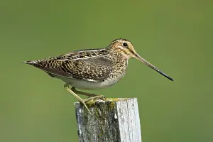 Snipe: 80195516 Snipe - on post Flo Nature Reserve, Iceland