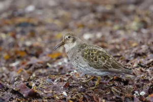 Seaweed: 80195517 Purple Sandpiper - foraging amongst seaweed