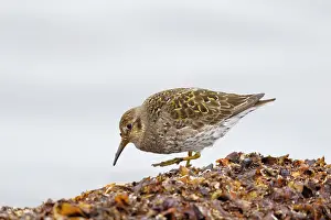 Seaweed: 80195518 Purple Sandpiper - foraging amongst seaweed