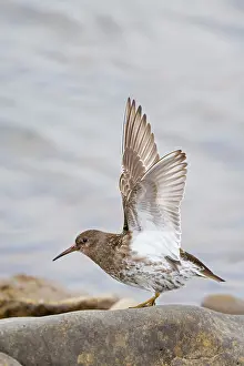 Merakkasletta: 80195520 Purple Sandpiper - stretching wings Merakkasletta