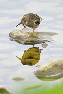Merakkasletta: 80195521 Purple Sandpiper - preening Merakkasletta