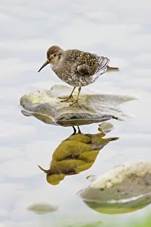 Peninsular: 80195522 Purple Sandpiper Merakkasletta Peninsular