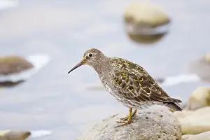 Peninsular: 80195523 Purple Sandpiper Merakkasletta Peninsular