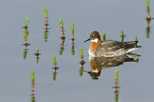 Phalarope: 80195524 Red-necked Phalarope - female Merakkasletta