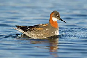Phalarope: 80195525 Red-necked Phalarope - female Lake Myvatn