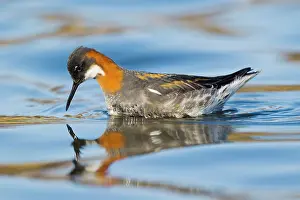 Phalarope: 80195526 Red-necked Phalarope - female Lake Myvatn