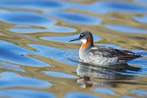 Phalarope: 80195527 Red-necked Phalarope - female Lake Myvatn