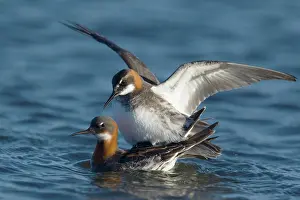 Phalarope: 80195528 Red-necked Phalarope - pair mating Lake