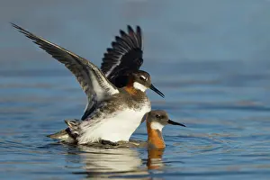 Phalarope: 80195529 Red-necked Phalarope - pair mating Lake