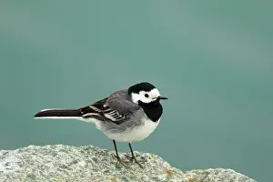 Motacilla: 80195530 White Wagtail Lake Myvatn, Iceland Motacilla