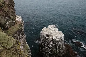 Gannet: 80195531 Gannet Colony Langanes Peninsular, Iceland