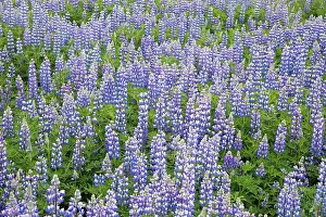 Nootka: 80195581 Nootka Lupin - introduced to fertilise