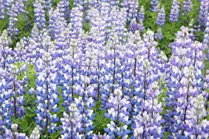 Nootka: 80195582 Nootka Lupin - introduced to fertilise