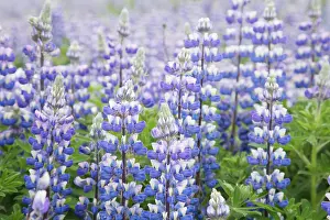 Nootka: 80195583 Nootka Lupin - introduced to fertilise