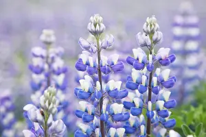 Nootka: 80195584 Nootka Lupin - introduced to fertilise